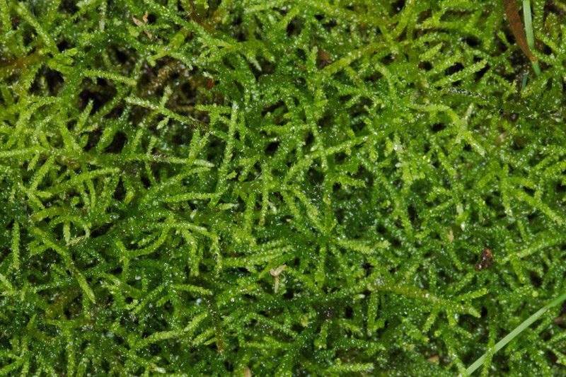 Oxyrrhynchium hians
